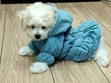 Hoodie Coat Outfit Warm-Dress Girl Dog Winter Princess New Floral 6-Sizes Bubble-Skirt