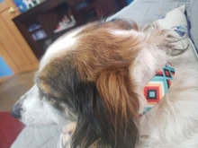 Dog-Id-Collar Nameplate Customized Nylon with Tag for Small Medium Large Dogs Pitbull