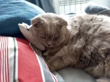 Cat-Toy Interactive-Tools Pet-Supplies Plush-Toys Mint-Scratcher Catnip Teeth-Grinding