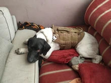 Vest Harnesses Pet-Training Dogs Military-Working Tactical Medium Nylon Durable for Large