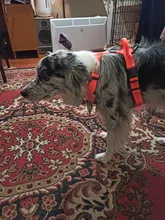 Pet-Harness Truelove Walk Padded Seat-Belt Handle Reflective-Dog Adjustable Small Soft