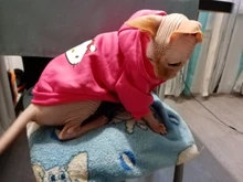 Clothing for Dogs Winter Warm Clothes Dog Hoodies Outfit Jacket Clothing for Dogs Chihuahua