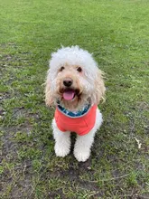 Coat-Jackets Fleece Vest Pug-Costumes Dogs French-Bulldog Chihuahua Winter Small Medium