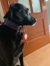 Perro mascota LED nocturno linterna perro gato Collar brillante colgante de seguridad para mascotas lleva Collar luminosa decoración brillante collares para perro