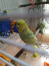 Legendog-jaula multiusos creativa para pájaros, frutas y verduras, alimentador, cesta, alimentador de loro, suministros de Alimentación de Mascotas, 1 unidad