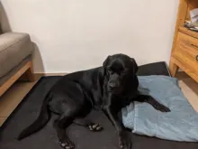 Memory Foam Dog Beds Oxford Bottom Orthopedic Mattress Beds For Large Dogs ML/XL