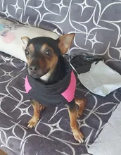 8 Size S-5XL Winter Dog Clothes For Pet Waterproof Warm Large Dog Vest Cat Puppy Dog