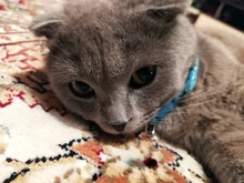 Collar de seguridad delicado para perros, correa de nailon, ajustable, a la moda, campana de camuflaje, gran oferta