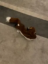 Puppy Honking Squirrel for Dogs Cat Chew Squeaker Squeaky Toy Dog Toys Stuffed Chew Squeaking