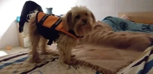 Chaleco Salvavidas para perro, chaqueta Salvavidas para mascota, ropa de seguridad, traje de baño para mascotas, Chaleco de seguridad para verano