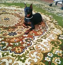 Pet-Collars-Products Puppy Dog-Collar Rhinestone Bling Princess Cute M Cat Small