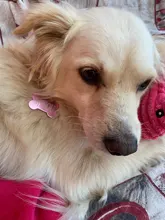 Etiquetas de identificación de perro personalizadas, etiqueta de nombre para gato, cachorro, accesorios para mascotas, etiquetas de dirección de nombre personalizadas, MP0078