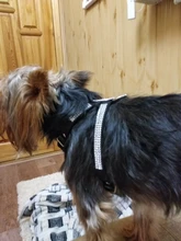 Collar de perro ajustable productos para mascotas Collar para perro arnés correa de liberación rápida Rhinestone Bling de cuero de la PU 1 PC