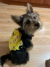 Dog-Backpack-Harness Lead-Carrier Pink Animal Small Cute with Leash-Set Little Pet-Cat