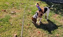 Novelty Halloween Dog Costumes Pet Clothes Cowboy Dressing up Jacket Coats for Dogs Funny