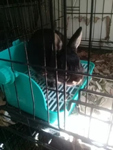 Hámster para mascotas gato conejo esquina baño basura bandejas limpio interior entrenamiento para caja de arena para mascotas bandeja para Animal PEQUEÑO mascotas