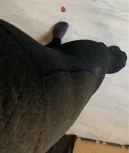 Velvet Leggings Warm-Pants ZJX High-Waist Winter Women's Slimming Thicken