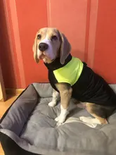 Coat Jacket Puppy-Vest Dogs Waterproof Winter Medium Pet-Dog Zipper Small Large Warm