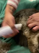 Dog-Hair-Trimmer Pet-Grooming-Product Electrical-Clipper Household Rechargeable Hot 