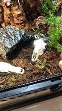 Moss Substrate Terrarium-Moss Habitat-Decoration Reptile-Turtle Natural 100g