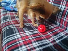 Bola de juguete interactiva para perro, Bola de goma natural con fugas, Limpieza de dientes, 5cm/7cm/11cm, nueva mascota de sandía