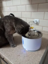 Dispenser-Container Fountain Cat-Bowl Water-Level-Display Electric-Water-Feeder Dogs