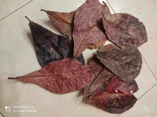 10 Uds Natural de alta calidad Terminalia Catappa hojas indio de Lour árbol hoja de oliva para agua de acuario equilibrio PH acidez