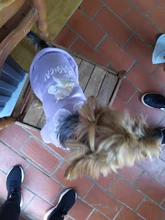 Cute Pet Dog Clothes Puppy sweater T-shirt Shirt Cute Rainbow printing Pajamas Cat 