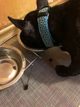 Neck-Belt Pet-Collar Led-Light Flashing Glowing Leopard Night-Safety Nylon Adjustable