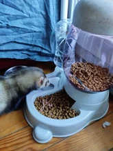 pets Automatic water Feeder for Cat Dog Drinking Bowl Pet Food Dispenser Bottle Practical