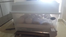 Incubadora automática de huevos de codorniz y Ganso, máquina incubadora de huevos con volteador para granja