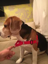 Arnés de nailon sin tirones para perro, arneses de perro mascota ajustables, chaleco para perros medianos y grandes, Pitbull Bulldog, Pastor Alemán, S-XL, negro