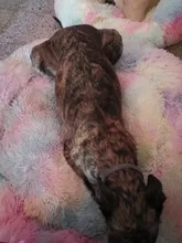 Cama de perro caliente de lana ronda perro perrera casa larga felpa invierno mascotas camas para perros medianos grandes perros gatos cojín del sofá suave esteras