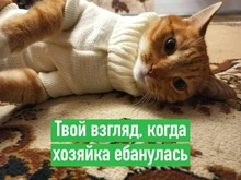 Vest Costume Pets-Sweater Dog-Coat T-Shirt Kitty For Cats Outfit Clothing Pet-Dog Dogs