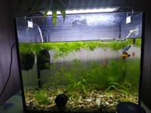 Luces LED para cultivo de plantas, luces para peceras, luces pequeñas con Clip, accesorios de irradiación para acuario, lámpara de decoración