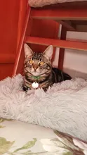 Cama de Gato supersuave, 14 colores, redonda, mullidas de gato, cesta para dormir, larga felpa, cálida, alfombrilla para mascotas, perrera ligera de tacto cómodo
