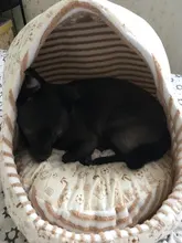 Cat Bed Nest Kennel Dog-Beds Cat-House Princess-Bed Dogs Washable Small Warm for Pet-Dog