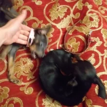 Dog-Collar Dogs Pink Customized Engraved Yorkies Chihuahua for Small