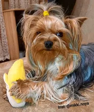 Funny Pet Toys Cartoon Cute Bite Resistant Plush Squeaky Toy Pet Chew Toy For Cats Dogs