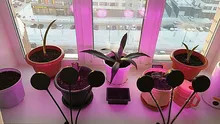 Grow-Light Lamps Timer Flowers Desktop-Clip LED Phyto Full-Spectrum For Plants DC5V USB
