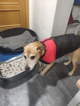 8 Size S-5XL Winter Dog Clothes For Pet Waterproof Warm Large Dog Vest Cat Puppy Dog