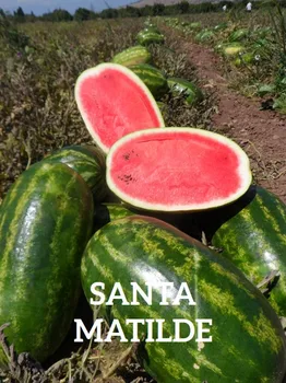

SANTA MATILDE Karpuz Tohumu 1000 Adet