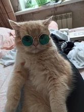 Productos para mascotas encantador redondo Vintage gato gafas de sol reflejo ojo gafas para perro pequeño gato accesorios fotos de mascotas accesorios