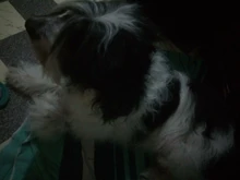 Shaver-Machine Grooming-Kit Pet-Hair-Trimmer Dogs-Clipper Horse-Animals Haircut Professional