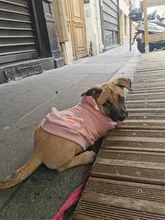 Dog Hoodies Jacket Costume Coat French Bulldog Chihuahua Winter for Pets-Clothing