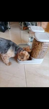 Cat-Feeding-Bowls Feeders Fountain-Bottle Dog-Water-Dispenser Dog Automatic Drinking