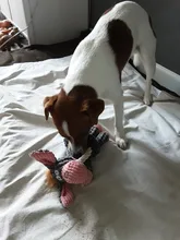 Pet-Dog-Toys Chew Toy Pet-Supplies Donkey Animal Small Dogs Puppy Plush-Squeak Bite-Resistant