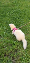 Hamster Rabbit Harness Leash Set For Ferret Guinea Pig Small Pet Chest Strap