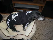 Winter Overalls for Dogs Warm Waterproof Pet Jumpsuit Trousers Male/ Female Dog Reflective