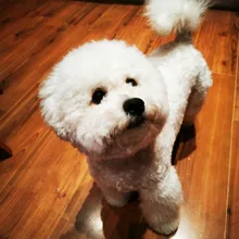 Hair-Trimmer Pets-Clippers Pet-Grooming-Machine Nail-Grinding Dog Usb-Rechargeable Baorun